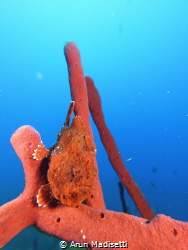 Ocellated Frogfish being invisible by Arun Madisetti 